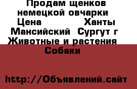 Продам щенков немецкой овчарки › Цена ­ 10 000 - Ханты-Мансийский, Сургут г. Животные и растения » Собаки   